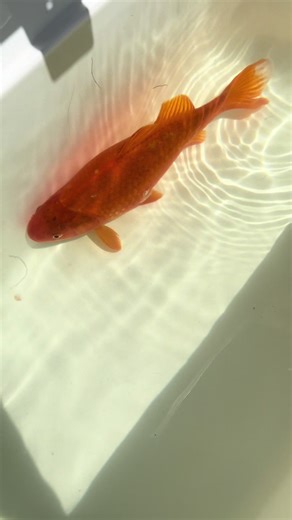 Giant Lake Tahoe goldfish are beautiful to look at, but are detrimental to the ecology of the lake. #fishing #laketahoe #goldfish