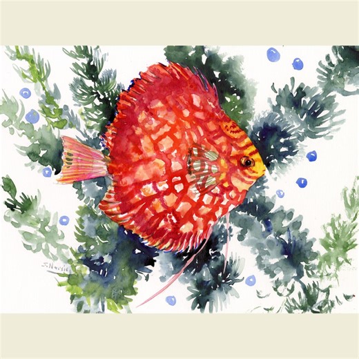Aquarium Fish Artwork, an Original Watercolor Discus Painting by Artist Suren - Etsy