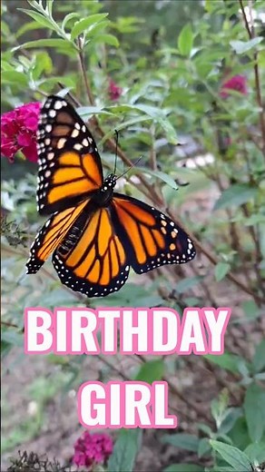 A Monarch Emerged While We Were Up North! 🦋