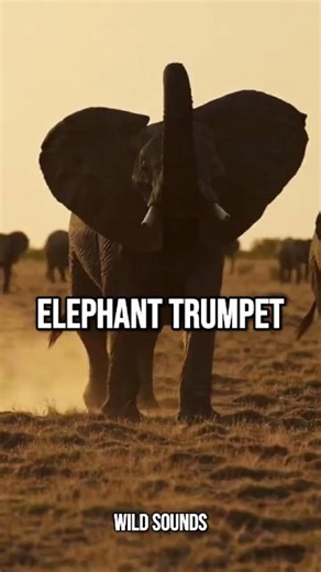elephant sound | WildSounds