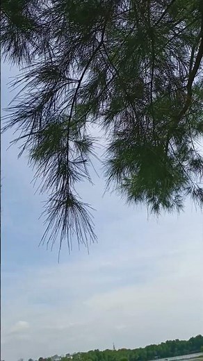 Gentle Wind Through Pine Trees Calming Nature Sounds #shorts #nature #NatureAmbience