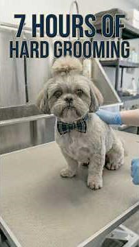 7-Hour Shih Tzu Grooming Transformation | Full Bath, Trim & Spa Day