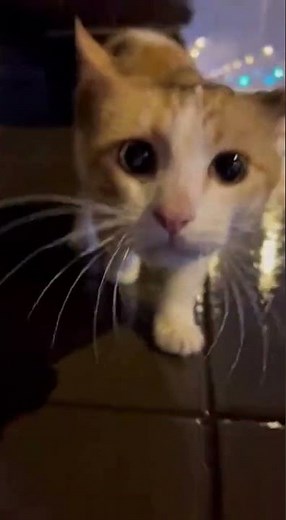 Cat Carries Her Kitten to a Stranger Asking for Help #shortsfeed #wildliferescue #funny #cat