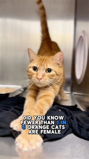 🍊 Meet Ms. Citrus — a rare female orange tabby with a heart as golden as her fur. Did you know fewer than 20% of orange cats are girls? That makes her extra special. At 3 years old, she’s the definition of a lap cat—sweet, calm, and always ready for cuddles. Ms. Citrus is spayed, vaccinated, and dreaming of a cozy home (or foster couch!) to call her own. If you’ve been looking for a little sunshine this season, she’s it. ☀️ 💛 Ready to meet your new cuddle buddy? Come by our Open Hours today fr