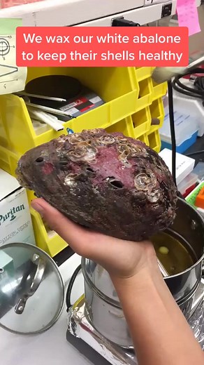 #wax #spa #snail #abalone #endangeredspecies #marinebiology #science #scienceiscool #saveouroceans