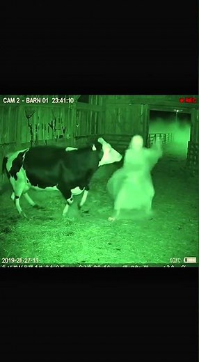 Cow Screams After Seeing a Ghost – Real Scary Reaction Caught on Camera