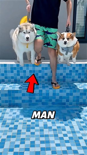 1 Foot to 8 Feet Water Test||Even the Husky Started Floating🐕💦#shorts