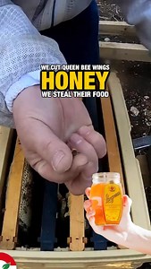 Honey? 🍯 Consisting of: * Cutting queen bees wings: Swarming is a natural process where the queen leaves the hive with a portion of the bees to form a new colony. By clipping (standard honey industry practice) one wing or both, the queen cannot fly properly, so the swarm will often return to the original hive instead of flying off and getting lost. This gives the beekeeper a chance to maximize exploitation, abuse, honey production and ultimately profit. * Stealing others food: Honey is bees’ fo