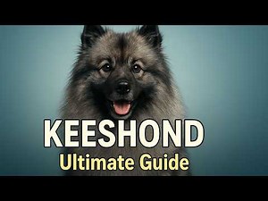 The Keeshond | Ultimate Guide to the Smiling Dutchman (Temperament, Grooming & Care)