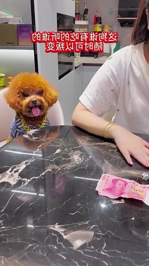 68K views · 2K reactions |  Whoever feeds me is my boss藍 #cutedogs #dog #viral | Golden Retriever Smart | Facebook