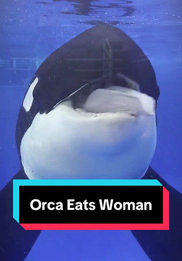 Orca Trains Eats Trainer