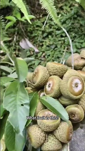 Guess the Fruit Fun Identification Video #fruitidentification #exoticfruits #naturelearning