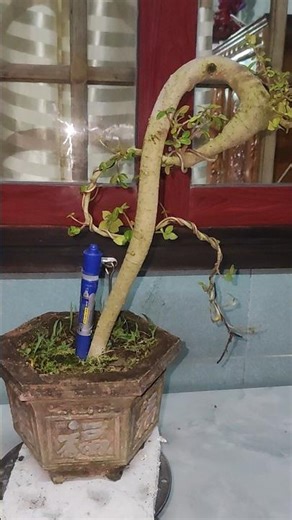 gl fig tree 0359540980