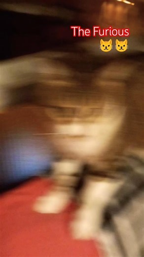 When disturb the grumpy cat 🫣🫣