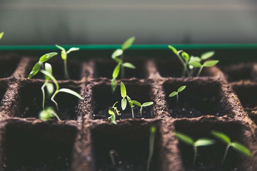 Contemplating a Career in Horticulture? Jobs, Salaries and Other Considerations