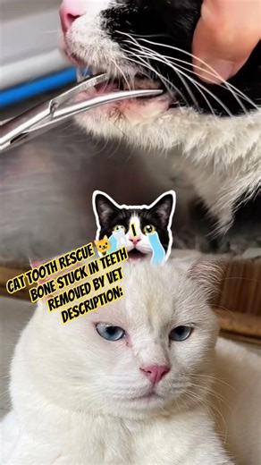 Cat Tooth Rescue 🐱🦷 | Bone Stuck in Teeth Removed by VetDescription:#animalrescue #cat