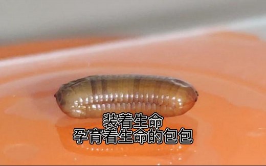 装着生命孕育着生命的包包(解剖蟑螂卵鞘)