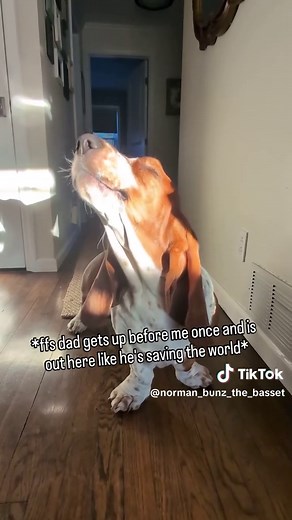 Basset Hound Howling Moments That Will Make You Laugh