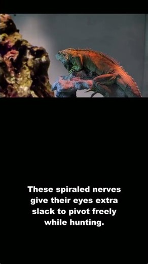 Chameleon: Eyes Move Like Security Cameras! #Shorts #animals