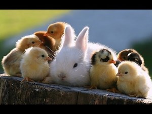 Cute baby animals (jonge dieren) by JustLyrical4You