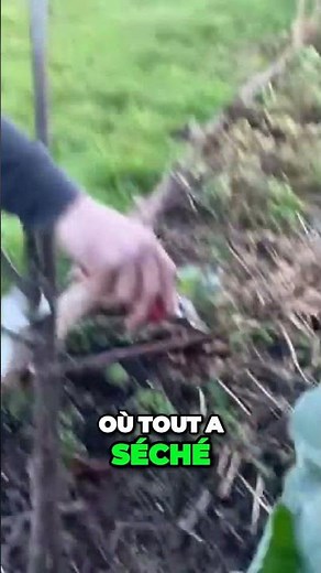 Tailler le cerisier pour lui donner la meilleure forme