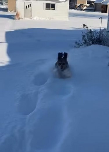 Everyone loves the snow! Martinton, IL! Video by Andrea Owens-Lareau | Illinois Weather Community