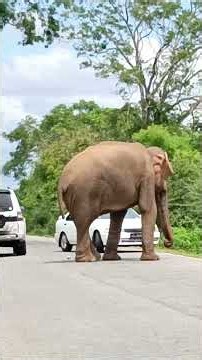 🐘😱 Massive Wild Elephant Blocks the Road – What Happens Next Will Surprise You!