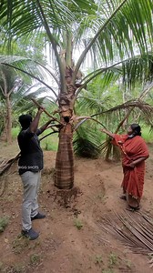 678K views · 3.1K reactions | இவ்வளவு நாள் கஷ்ட பட்டு வளர்த்த மரம்!! காண்டாமிருக வண்டு அடிச்சிட்டு எவ்வளவு பூச்சி!! | Farm | Bigg Shots Reviews | Facebook