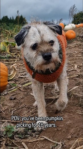 Pottering about the pumpkin patch 🎃 16 Border Terrier, Old dogs, pumpkin patch | sid.the.border