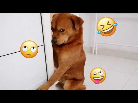 You’ve NEVER Seen DOGS Like This Before 😂 🤣 FUNNIEST DOGS Video 2026 #3