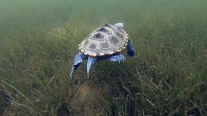 Swimming with Diamondback Terrapins, Crabs and Pufferfish - 4K underwater footage from yesterday's dive on the shallow grass beds near the mouth of the Annemessex River in the Chesapeake Bay. www.JayFlemingPhotography.com | Jay Fleming, Photographer
