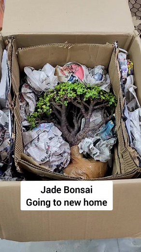 Jade bonsai going to new home #salepost #sale #bonsai #reelsfb #shampysgarden #gardening #viral | Shampy's Garden
