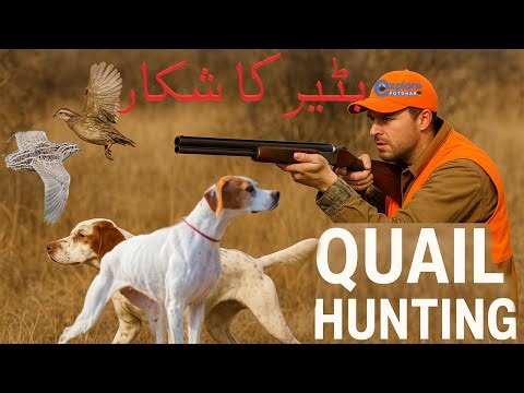 Quail Hunting Adventure | Pointer Dog & Shotgun Action in the Field
