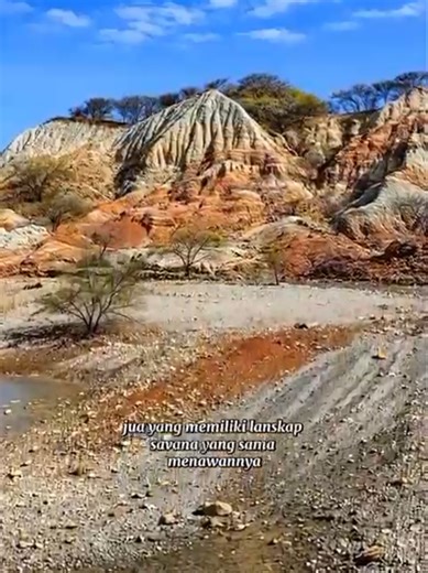 Africa van Java? Bukan, ini Sumba! 🌾🐴 Sejauh mata memandang, hanya ada hamparan emas dan langit biru. Selamat datang di savana Pur Kambera, Sumba Timur. Di sini, waktu rasanya berhenti. Cuma ada suara angin yang menyapa ilalang kering dan kawanan kuda liar Sumba (Sandelwood pony) yang bebas berkeliaran. Definisi golden hour di sini magisnya beda banget, bikin nggak mau pulang. Salah satu kepingan surga yang jatuh di Timur Indonesia. Kapan giliran lo ke sini men? 🇮🇩✨ #mensdaily #news #video #
