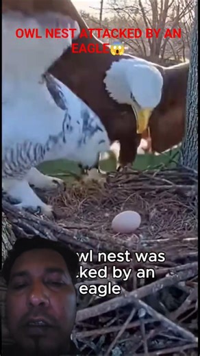 Owl Nest Attacked By An Eagle, And This Happened😱 #owlsnesting #owlnest #owlrescue #eagleattacks