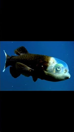 The Deep-Sea Creature With a See-Through Skull