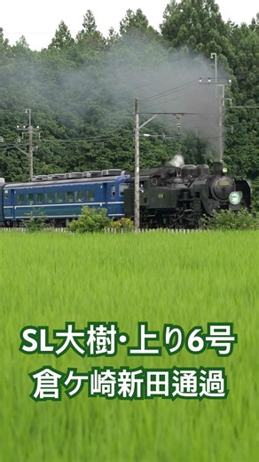 4Kshorts 東武鉄道「SL大樹６号」倉ヶ崎新田通過！ Tobu-Railway Steam locomotive C11-123 passing Kuragasaki rice field