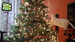 Oh no, what a cat Christmas tree disaster! | Epic Laughs