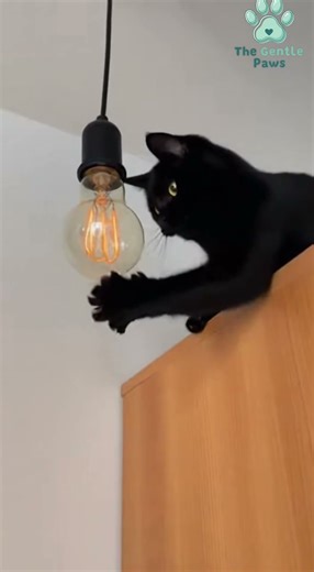 Exploding Lightbulb Prank! Curious Cat Gets Sooty Face After Playing with Bulb!