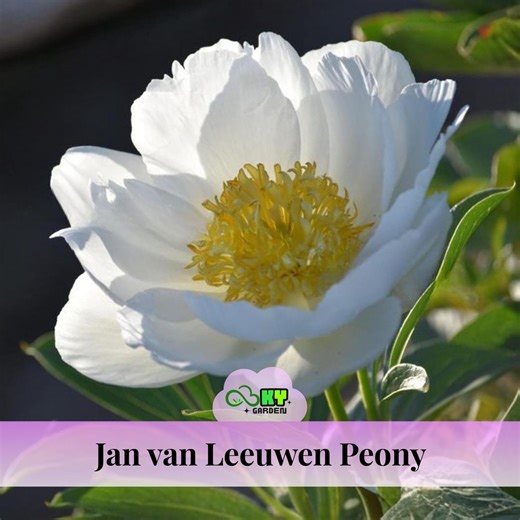 Jan Van Leeuwen Peony Seeds - White Single Blooms - Golden Center Flower - Garden Perennial Outdoor Easy Grow - Etsy