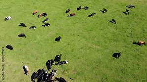 A herd onear a drinking trough on a field. Cattle on the pasture. Livestock farm, top view. Cows at the watering hole.