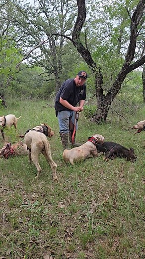 Deguello Dogos | Loaded up both boxes and took the whole crew out to brush and cattle country. Between the heat and the thorns, they still put three on the... | Instagram