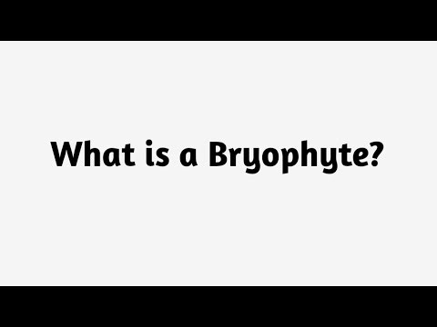 What is a Bryophyte ?