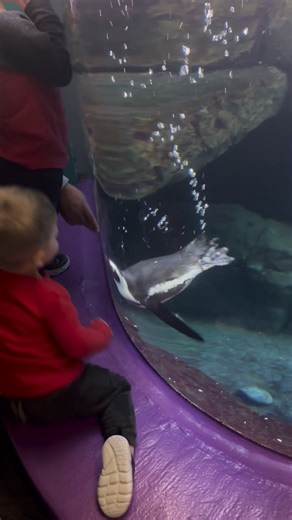 Charlie the penguin was loving the attention! | Kristin Hardcastle