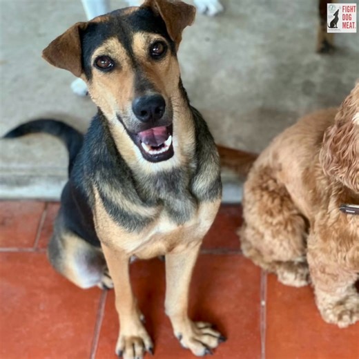 11K views · 890 reactions | VIETNAM TO USA: OUR RESCUE GIRL 'HAILEY'...