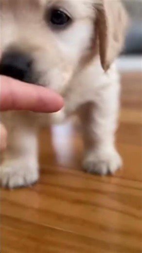 cute puppy🐶🥹