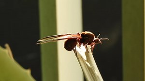 Ant, Wings, Insect. Free Stock Video