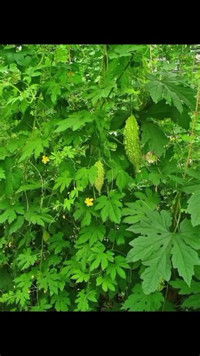 The health benefits of bitter melon leaves and how to prepare them #fyp #foryou #foryoupage #viral #viraltiktok @tiktok creators @TikTok