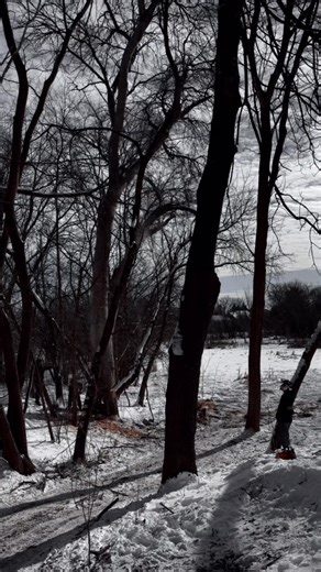 This Minnetonka tree was one heavy storm away from serious damage. Dead weight lean root issues = not worth the risk. If you’re unsure about a tree on your property, get it checked before Minnesota weather makes the decision for you. 📍 Minnetonka, MN 🌲 Tree removal done right Message us for a free estimate. #TreeRemoval #MinnetonkaMN #MinnesotaTrees #TwinCitiesMN