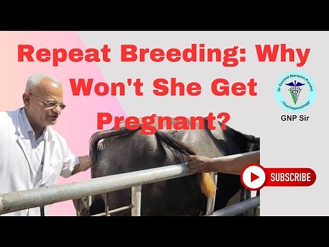 Repeat Breeding in Cattle and Buffalo: Causes and Cures